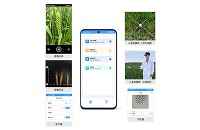 沈阳市小麦亩穗数分析仪IN-XM02