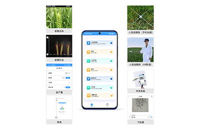 沈阳市小麦表型测量仪IN-XM05